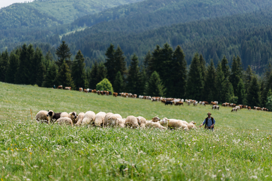 73 slovenských fariem a salašov dodáva mlieko výhradne pre Liptov. 