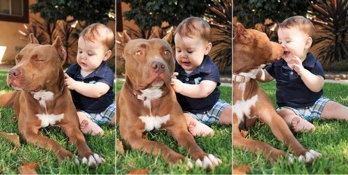 Psy sú najlepšími priateľmi