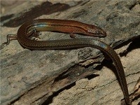 Lygosoma veunsaiensis