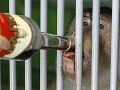 Opice v kazašskej zoo Opice v kazašskej zoo