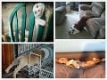FOTOREPORTÁŽ 30 vtipných záberov FOTOREPORTÁŽ 30 vtipných záberov
