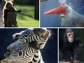 FOTOREPORTÁŽ Jarný pozdrav zvieratiek FOTOREPORTÁŽ Jarný pozdrav zvieratiek