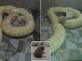Najkrutejšia praktika ZOO vyšla na povrch: VIDEO Pytóny kŕmili živými šteniatkami
