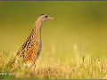 Fascinujúce fotografie nášho vtáctva Fascinujúce fotografie nášho vtáctva