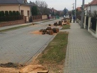 Vyrúbané stromy na uličnej aleji Vyrúbané stromy na uličnej aleji