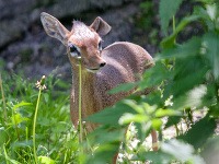 Dikdik Kirkov, nový druh antilopy v bratislavskej ZOO Dikdik Kirkov, nový druh antilopy v bratislavskej ZOO