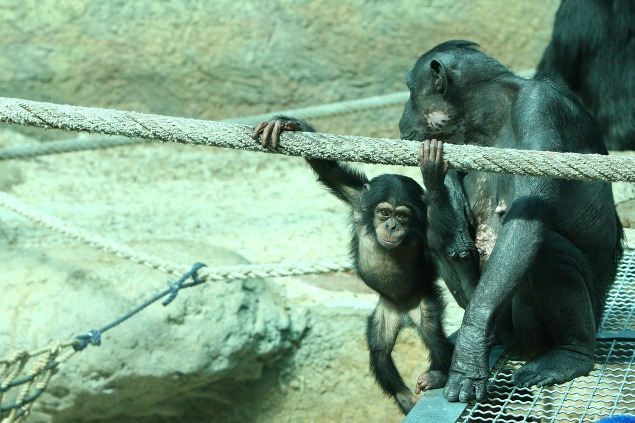 Prvý šimpanzí novorodenec bratislavskej ZOO po roku 1990 má už rok