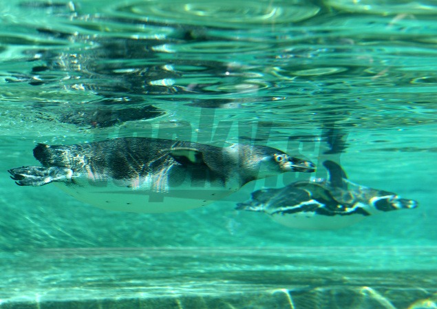 Potápanie je pre tučniakov po člapkaní vo vode druhou najoblúbenejšou činnosťou