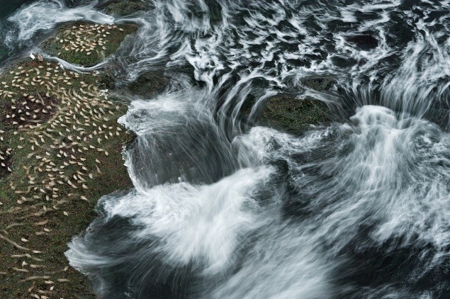 Kŕdeľ vtákov sa prišiel nakŕmiť k pobrežným skalám na polostrove Snaefellsnes, ktoré obmývajú vlny.