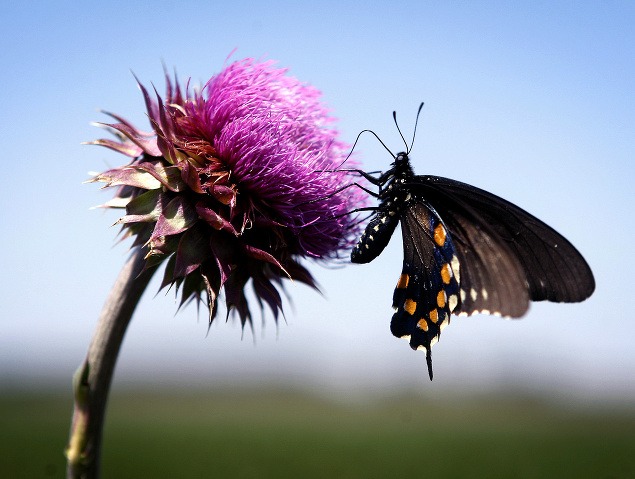 Krása prírody: Motýľ zbiera nektár z bodliaka v americkom Jacksonville.