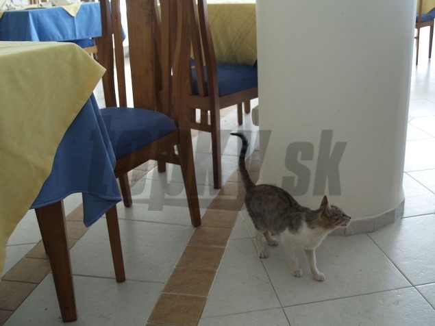 Voľne sa pohybujúce mačky v jedálni, mravce v spálni a šváby na chodbách sú, ako vidno na fotkách, podľa Kamila bežnou súčasťou hotela. 