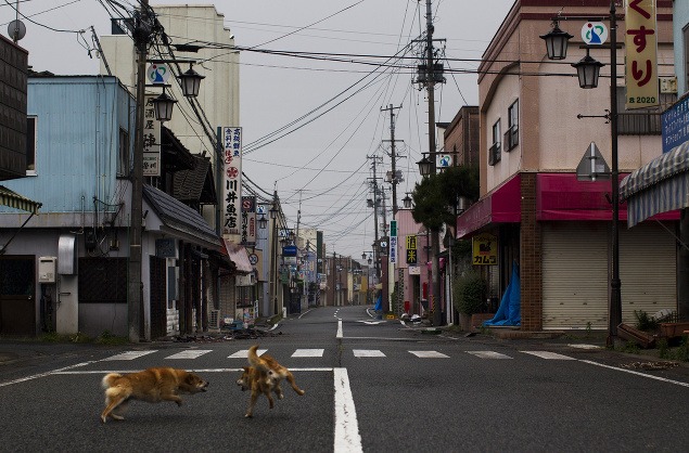 Psy sa naháňajú po opustených uliciach japonskej Okumy.