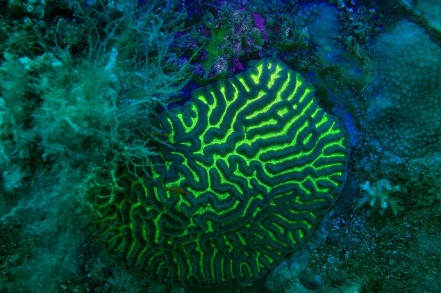 Koral svojím vzhľadom pripomína ľudský mozog.
