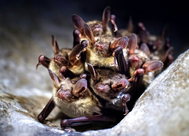 V jaskyni nechýbajú ani zvyčajní obyvatelia - netopiere.