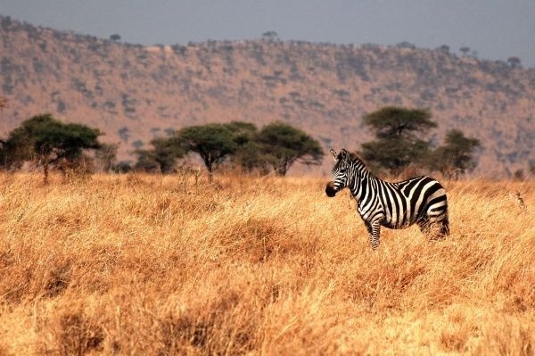 Zrejme žiadne iné zviera nedopĺňa kolorit africkej prírody krajšie, ako zebra. Jej najvýraznejšou črtou je čiernobiele pruhovanie, vďaka ktorému je rozpoznateľná už z veľkej diaľky. 