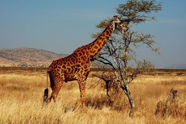 Čo by bola Afrika bez žirafy?! Na najvyššieho suchozemského živočícha, ktorý môže dosiahnuť až šesť metrov, tu narazíte pomerne často. Jeho najväčšou zvláštnosťou je extrémne dlhý krk a taktiež fakt, že spí postojačky.