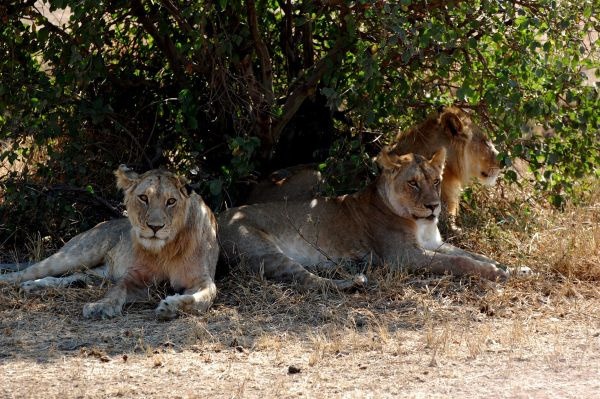 Svorka mladých levov odpočíva pod kríkom. Kedysi sa tieto mačkovité šelmy nachádzali v celej Afrike, dnes sa však stávajú čoraz viac ohrozeným druhom. Lovia vo svorkách a dožívajú sa v priemere 10 - 14 rokov.