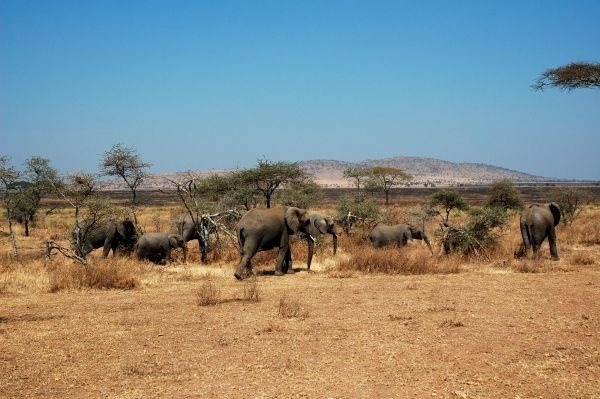 Stádo slonov na vyschnutých a vypálených pláňach národného parku Serengeti. Je to chránené územie, ktoré leží na severe Tanzánie. Park je známy pre obrovskú migráciu kopytníkov, ktorých tu prenasledujú predátori.