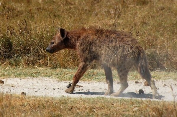Medzi najbežnejších obyvateľov Afriky patrí bezpochyby hyena. Je to tvor, ktorý sa živí najmä zdochlinami. Niektorí obyvatelia kedysi verili, že sa v noci premieňajú na hyeny. Takíto ľudia boli postavení mimo zákon a potrestaní otroctvom alebo smrťou.