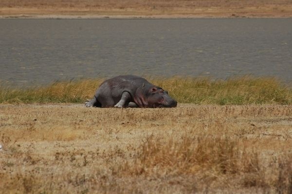 Hroch si dal pri jazierku na planine ležiacej na dne krátera Ngorongoro šlofíka