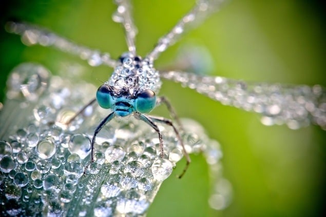 FOTOREPORTÁŽ Krása hmyzu v