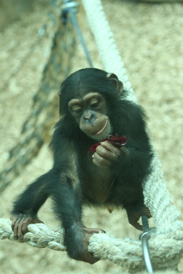 Mama malej Shani – Kimani, ktorá sa volá Uschi, bola odvrhnutým zvieratkom. Riaditeľka bratislavskej ZOO Miloslava Šavelová hovorí, že opičku liečili aj lekári a bolo ťažké ju zachrániť. 