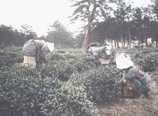 Ženy pri zbere čaju.