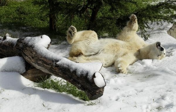 Pike, tridsaťročná samica polárneho medveďa, síce už nie je mláďa, aj ona sa ale dokáže vytešovať zo snehu, ktorý kvôli priniesli do Sanfranciskej zoologickej záhrady