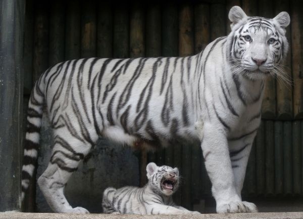 Mláďa tigra indického vegetuje pod svojou mamou Suryou Barou v libereckej zoo