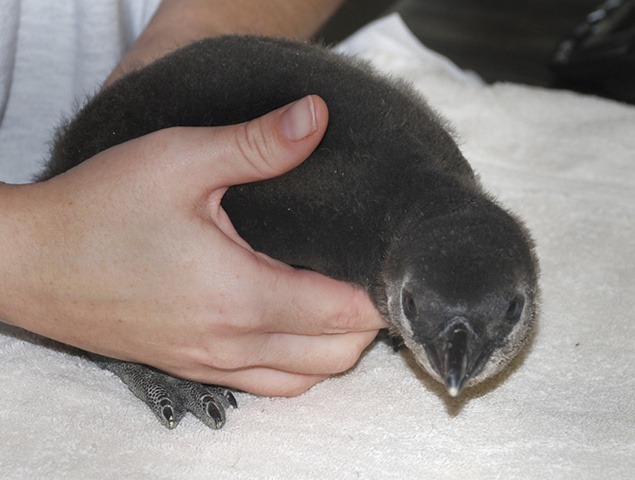 Toto mláďatko tučniaka afrického prišlo na svet v arkansaskej zoo Little Rock pred piatimi týždňami