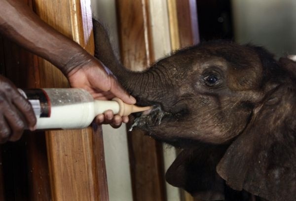 Osemmesačné osirelé sloníča z Malawi musia každé dve hodiny prikrmovať