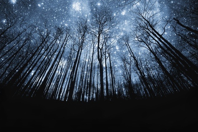 Silueta stromov na pozadí hviezdnatej nočnej oblohy.