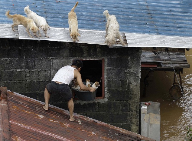8. august: Muž vo filipínskej dedine Marikina pomáha zachraňovať šteniatka pred povodňou. Zo strechy na neho dohliadajú ďalší obyvatelia zvieracej ríše.