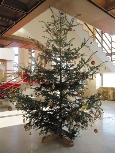 Minuloročný vianočný stromček sa do vestibulu parlamentu takmer nezmestil.