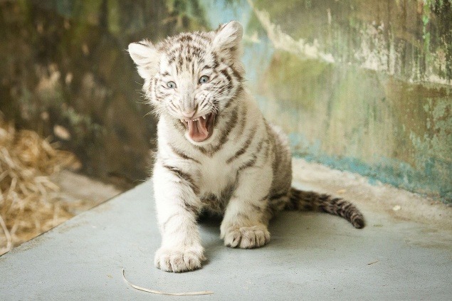 Mláďatá bieleho tigra (Panthera