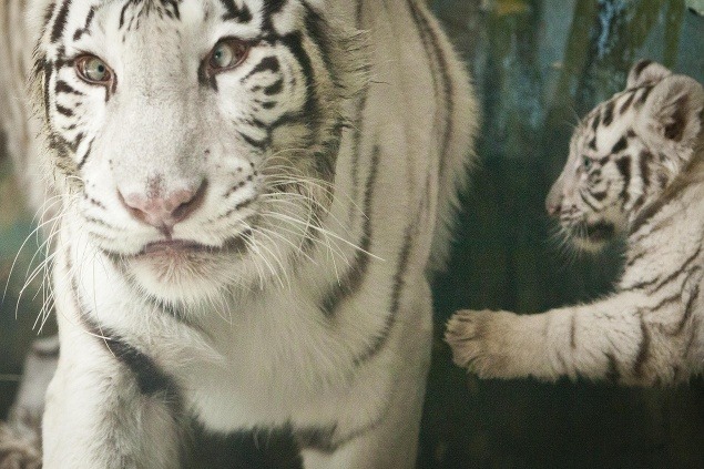 Mláďatá bieleho tigra (Panthera