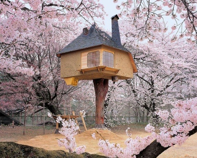 Čajový dom Tetsu na strome, Japonsko