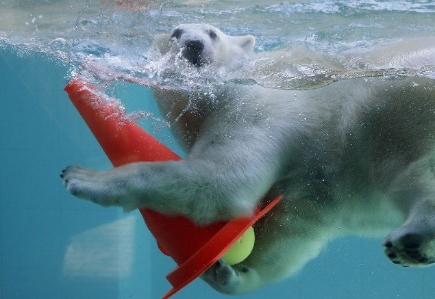 Polárny medveď Anori so svojou hračkou v bazéne, Wuppertal