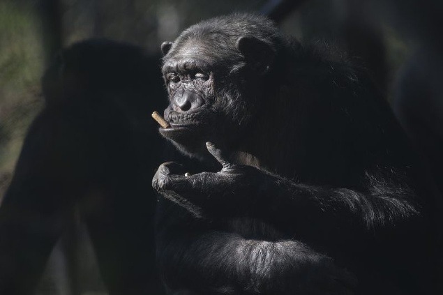 Šimpanz si pochutnáva na dobrotách, ktoré dostal od svojich ošetrovateľov