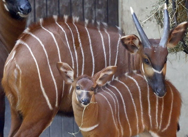 Mláďa antilopy bongo si užíva svoje prvé verejné vystúpenie, Wuppertal