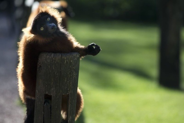 Lemur sedí na plote a vyhrieva sa na slniečku, Amsterdam