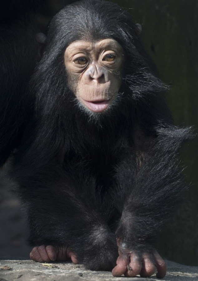 Sedemmesačný šimpanz Ajani, Amsterdam