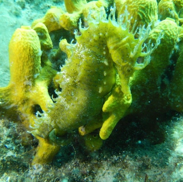 Koník morský (lat. Hippocampus guttulatus)