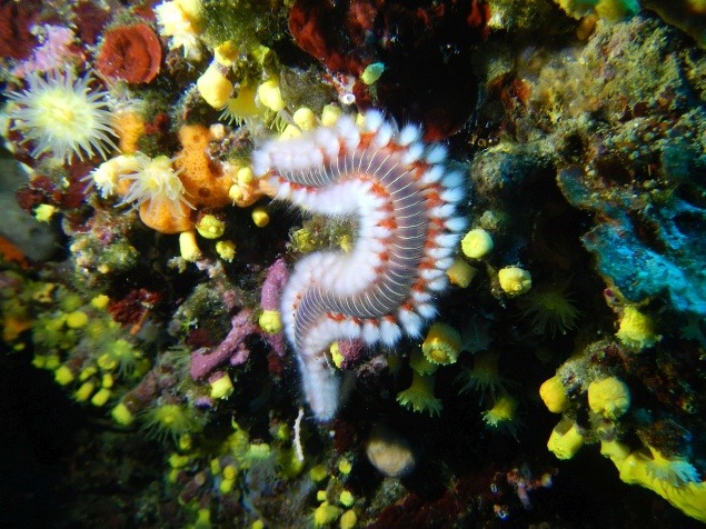 Morská húsenica, mnohoštetinavec (lat. Polychaeta) počas denného ponoru pri útese Bačvica