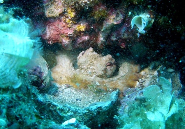 Maskujúca sa chobotnica obecná (lat. Octopus vulgaris) počas denného ponoru pri útese Bačvica