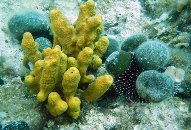Rúrkovité a čierne guľovité morské hubky a ježovka (lat. Echinoidea) alebo morský ježko počas denného ponoru pri ostrove Tmara