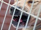 Kríženec Amerického Pit Bull Kríženec Amerického Pit Bull