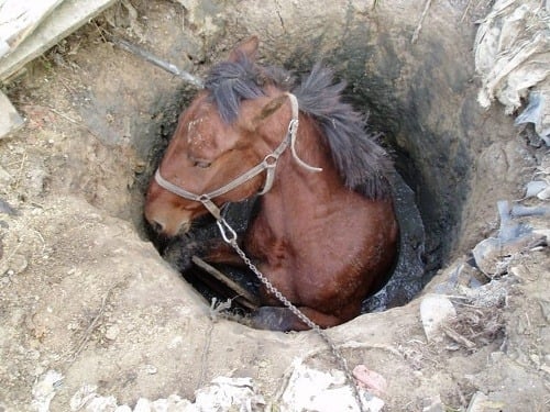 Koňa zo studne ťahali