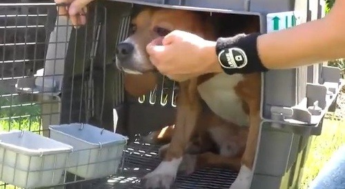Srdcervúce VIDEO: Laboratórnych psíkov