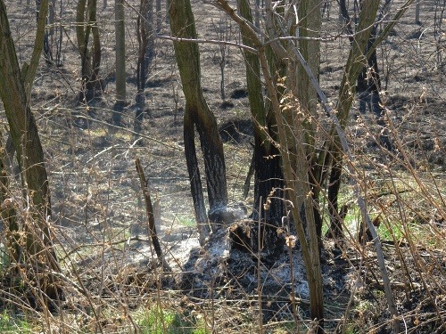 Veľký požiar neďaleko Bratislavy